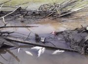 Ikan di sungai Angkag mati diduga karena di Racun, JT : Polres Bolmong Harus Tindaki Pelaku