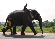 Konflik Manusia – Hewan, Sri Lanka menyaksikan kematian gajah tertinggi di dunia