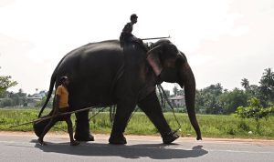 Konflik Manusia - Hewan, Sri Lanka menyaksikan kematian gajah tertinggi di dunia