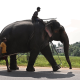 Konflik Manusia - Hewan, Sri Lanka menyaksikan kematian gajah tertinggi di dunia