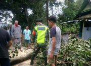 Babinsa Tamasaju Bersama Warga Gotong Royong Bersihkan Pohon Tumbang