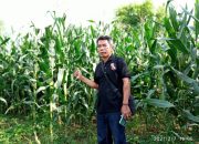 Desa Sekaroh di Masa Pandemi Covid-19, Pertanian Jagung Meningkat 100%