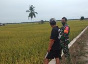 Babinsa Desa Semangko Koramil -02/Muara Badak Laksanakan Pendampingan Kepada Petani