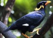 Gara-gara Bisnis Burung Beo, Diduga Oknum Kejaksaan Yg Bertugas Diluar Nias itu Laporkan Temannya