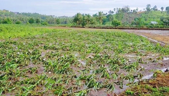 Banjir Bandang di Jeneponto Merusak Ribuan Hektar Lahan Pertanian Milik Warga