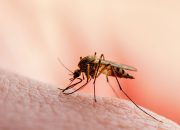 China bersertifikat bebas malaria setelah 70 tahun berjuang