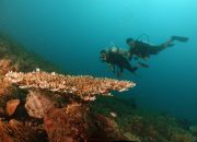 Potensi Wisata Selam Lombok Timur, Ragam Biota Laut dan Karang Menjadi Gaya Tarik