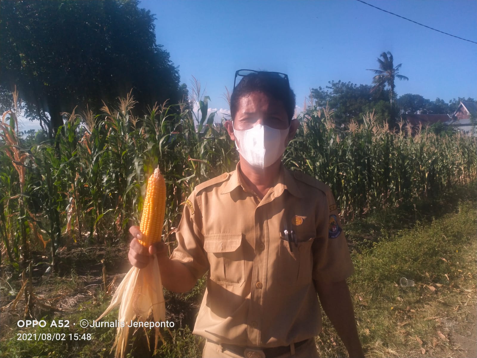 Bidang Tanaman Pangan Dinas Pertanian Jeneponto Dampingi PT. TWIN Tinjau Tanaman Jagung varietas RK 457