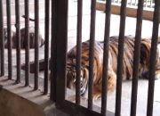 Terpapar Covid, Dua Harimau Sumatera di Kebun Binatang Jakarta Dinyatakan Sembuh