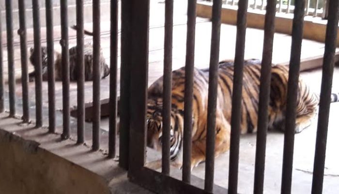 Dua Harimau Sumatera di Kebun Binatang Jakarta Sembuh dari Virus Corona