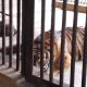 Dua Harimau Sumatera di Kebun Binatang Jakarta Sembuh dari Virus Corona