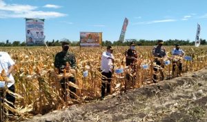 Dinas Pertanian Kabupaten Jeneponto Lakukan Panen Raya Jagung Nusantara Bersama Mentan