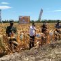 Dinas Pertanian Kabupaten Jeneponto Lakukan Panen Raya Jagung Nusantara Bersama Mentan