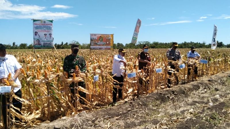 Dinas Pertanian Kabupaten Jeneponto Lakukan Panen Raya Jagung Nusantara Bersama Mentan