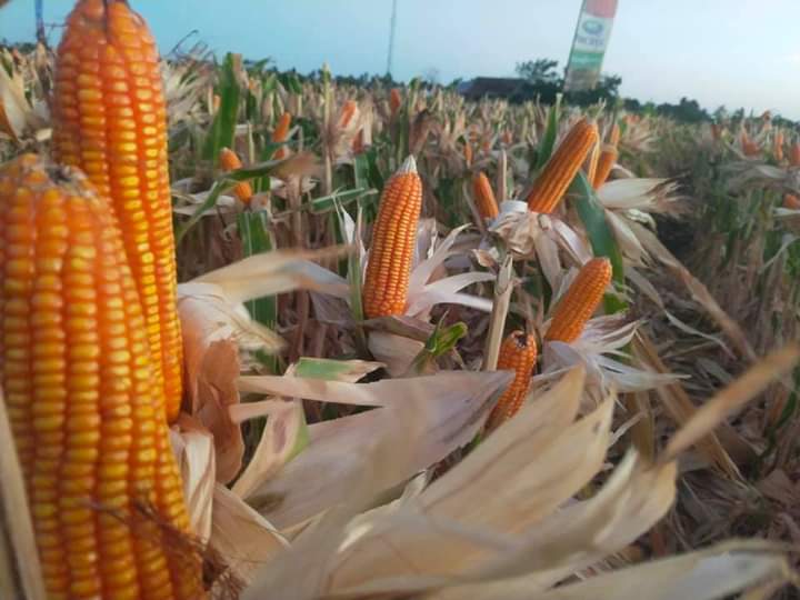 Bidang Tanaman Pangan Dinas Pertanian Kabupaten Jeneponto Lakukan Persiapan Panen Raya Jagung Nusantara