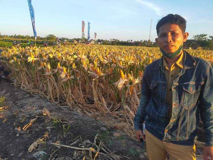 Bidang Tanaman Pangan Dinas Pertanian Kabupaten Jeneponto Lakukan Persiapan Panen Raya Jagung Nusantara