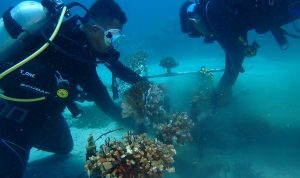 Transplantasi Karang DKP Provinsi Sulut diperbaiki YAPEKA Sulut