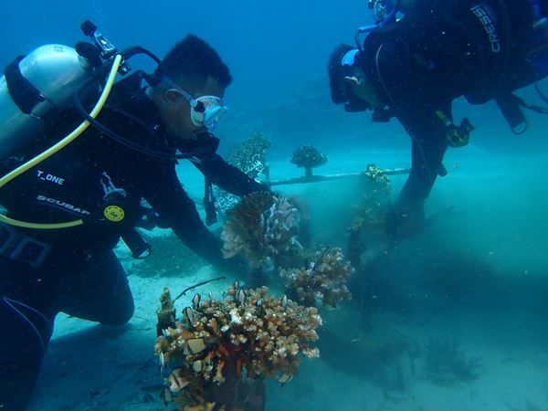 Transplantasi Karang DKP Provinsi Sulut diperbaiki YAPEKA Sulut