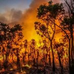 Australia memerangi kebakaran hutan di barat, banjir di timur