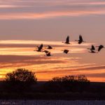 Bangladesh melarang senapan angin untuk melindungi burung yang bermigrasi