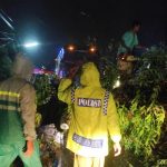 Pohon Tumbang di Jalan Raya Kutosari Akibatkan Akses Jalan Tertutup Total