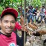 Kerahkan Puluhan Ekor Anjing, Tim Pemburu Desa Salassae Tewaskan 16 Ekor Hama Babi