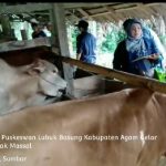 DISTAN Bersama Puskeswan Lubuk Basung Kabupaten Agam Gelar Pengobatan Ternak Massal