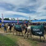 Kabupaten Donggala Gelar Kontes Ternak Tahun 2022