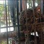 Geger...!!! Seekor Harimau Dahan Masuk Ke Rumah Warga di Kabupaten Pasaman