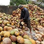 Sebuah Potensi Besar, Industri Kelapa di NTB Masih Kalah dengan Sawit