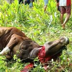 Beberapa kejoronggan yang ada di Nagari Kampung Pinang Agam Laksanakan Pemotongan Sapi Peringati  Idul Adha 1Syawal 1443.H.