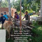 Babinsa Koramil 03 Lubuk Basung Agam Dampingi Tim Vaksinasinator Dinas Peternakan Lakukan Vaksinasi Hewan Ternak.