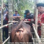 Gubernur Sumatera Barat Hadiri Kegiatan Dalam Rangka Pemberian Vaksinasi PMK.