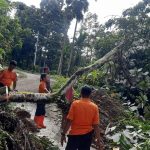 Jorong Siguhung Nagari Persiapan Kandis  Kecamatan Lubuk Basung Agam, Longsor Curah Hujan Cukup Tinggi.