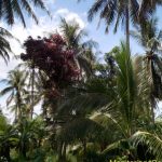 PENGEMBANGAN Tanaman Kelapa di Kalsel Terus Ditingkatkan