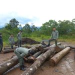 GELAR Operasi Gabungan, Polhut Berhasil Amankan Kayu Ilegal