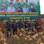 Kasrem 032/Wbr dan Didampingi Dandim 0304/Agam, Pimpin Acara Panen Raya Jagung di Jorong Sungai Jaring Lubuk Basung Agam.