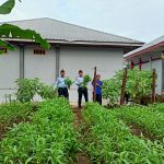 Lapas Kelas IIB  Lubuk Basung Laksanakan Kegiatan Panen Sayur Kangkung Bentuk Pembinaan Bagi Narapidana.
