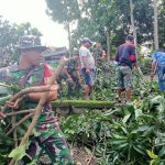 Akses Jalan Terputus, Babinsa Koramil 1426-05/Marbo Bantu Evakuasi Pohon Tumbang