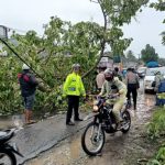 Pohon Tumbang, Polantas Takalar Sigap Urai Kemacetan