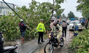 Pohon Tumbang, Polantas Takalar Sigap Urai Kemacetan