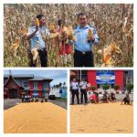 Kalapas kelas IIB Lubuk Basung Agam Pimpin Kegiatan Panen Jagung di Lahan Kebun Jagung Milik Lapas Lubuk Basung Agam.