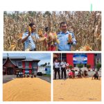 Kalapas kelas IIB Lubuk Basung Agam Pimpin Kegiatan Panen Jagung di Lahan Kebun Jagung Milik Lapas Lubuk Basung Agam.