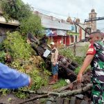 Pohon Tumbang Timpa Ruko Warga, Babinsa Koramil Pattallassang Langsung Respon Cepat