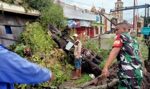 Pohon Tumbang Timpa Ruko Warga, Babinsa Koramil Pattallassang Langsung Respon Cepat