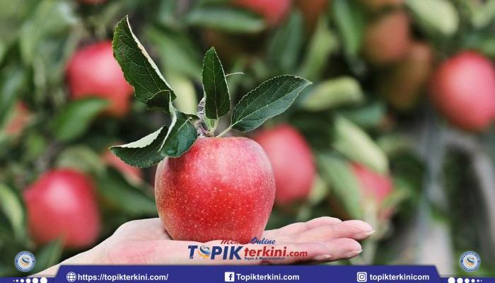 Buah Apple Manfaat