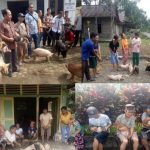 Pemdes Bukit Tinggi Bagikan Bibit Ternak Babi Kepada Masyarakatnya