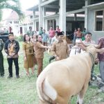 Pemkab Nias Barat Serahkan Hewan Kurban Kepada Umat Muslim