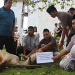 Berkah Idul Adha Lapas Kolonodale Sembelih Sapi Kurban Dari Anggota DPRD Morut