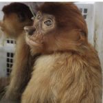 PENYELUNDUPAN Satwa yang Dilindungi Digagalkan oleh Personil Polsek KPL yang Sedang Patroli